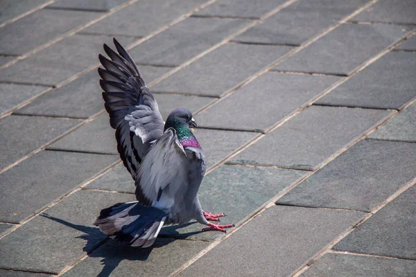 Прекрасные дикие голуби живут в городской среде — стоковое фото