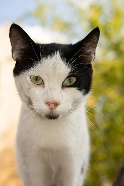 Primer plano retrato de lindo hermoso gato como animal doméstico —  Fotos de Stock