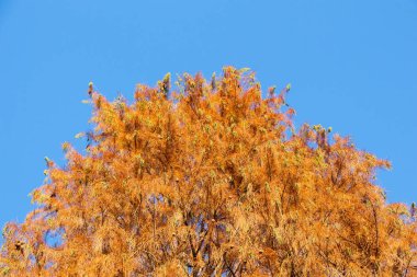 Üstten Görünüm ağaç dalları botanik Park'ta büyüyen ile yaprak