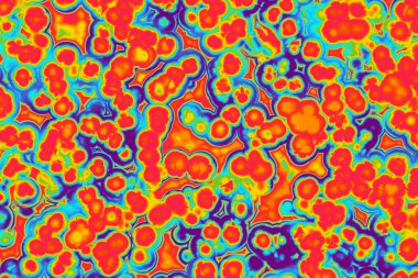 Bakteri hücre şekli: cocci, basiller, spirillum bakteri 