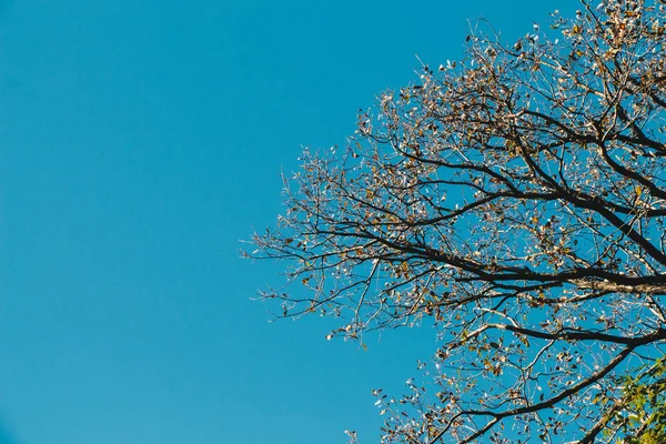 Сухе листя на гілках дерев як осінній квітковий фон — стокове фото