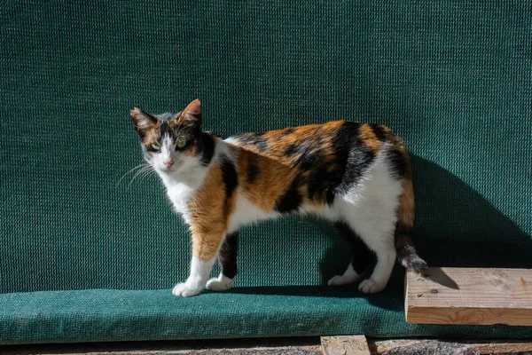 Portré aranyos szép cica mint háziállat — Stock Fotó