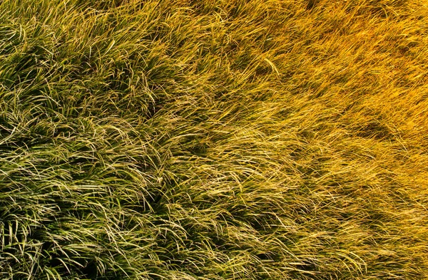 Paesaggio del campo di erba in come sfondo naturale o sfondo . — Foto Stock