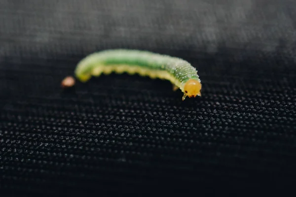 Гусеницы зеленого червя выделяют животных на черной ткани — стоковое фото