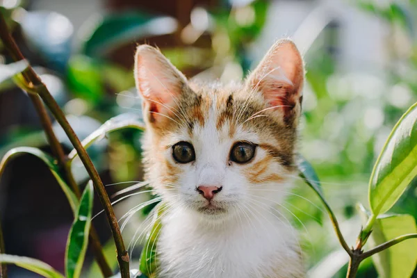Közelkép portré aranyos Gyönyörű cica mint háziállat — Stock Fotó