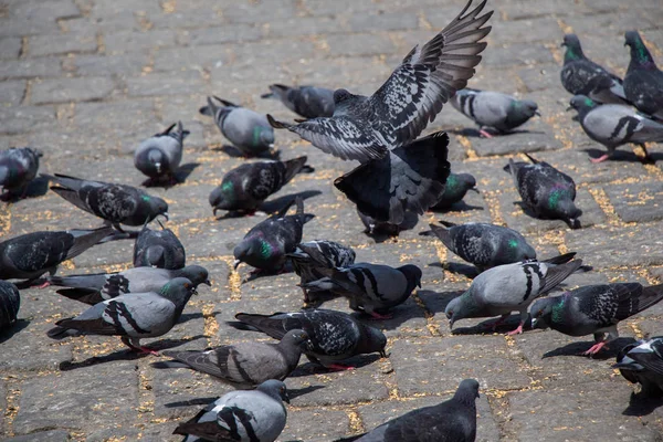 Rebanho faminto de pombos alimentando-se na rua — Fotografia de Stock