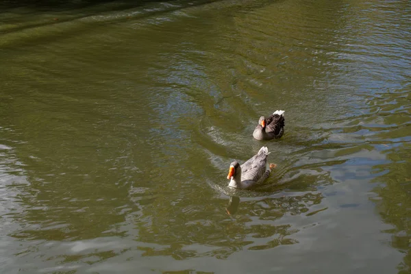 Wildenten schwimmen im Teich — Stockfoto