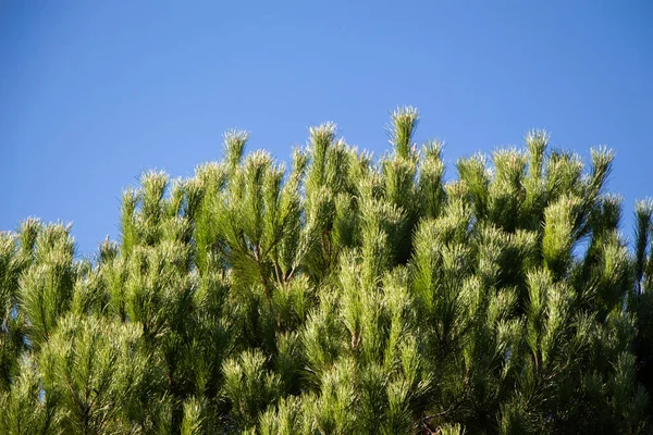 Top view tree leaves with branches growing in botanical park