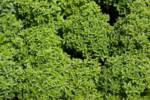 Leaves as floral nature background of plant vegetation — Stock Photo, Image