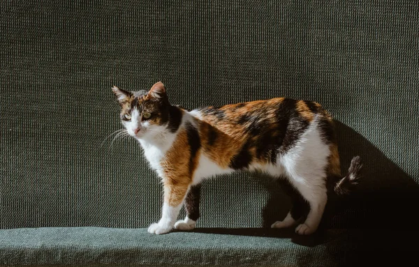 Портрет милого красивого кошеняти як домашньої тварини — стокове фото