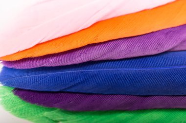  Stüdyo fotoğraf çekim kuş tüyleri renkli doku arka plan olarak 