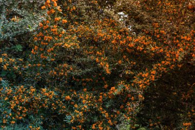 Yabani meyve ağacı doğada bulunan