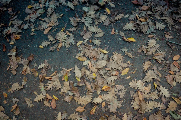 Texture et fond brun des feuilles. Feuilles sèches texture de fond — Photo