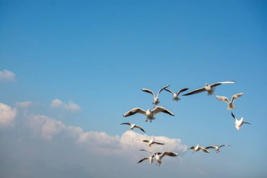 Martılar gökyüzünde uçuyor, martılar gökyüzünde uçuyor.