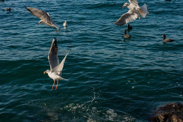 Gaivotas como aves marinhas estão sobre e sobre a água do mar — Fotografia de Stock