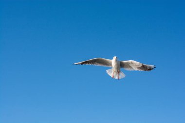 Arka planda gökyüzünde uçan tek bir deniz kuşu martısı.