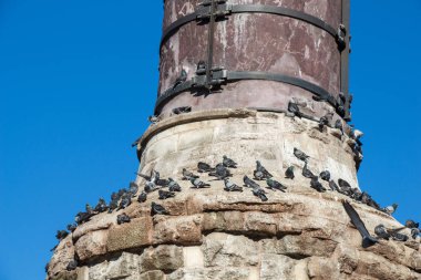 Kentsel ortamda yaşayan güzel güvercin kuşları