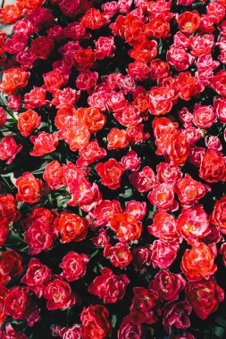 Çiçek arka plan olarak baharda çiçeklenme lale çiçekler