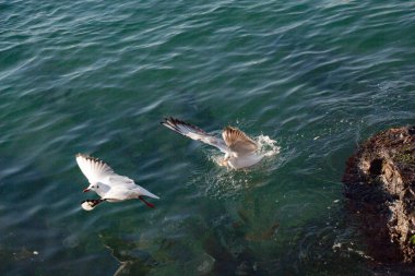 Deniz kuşları gibi martılar deniz suyunun üzerinde ve üzerindedir.