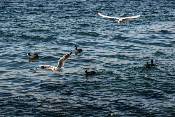 Las gaviotas como aves marinas están sobre y sobre el agua de mar —  Fotos de Stock