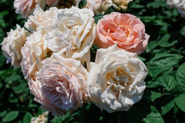 Virágzó csokor Rózsa a kertben — Stock Fotó