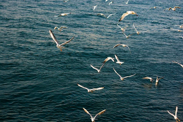 Gaivotas como aves marinhas estão sobre e sobre a água do mar — Fotografia de Stock