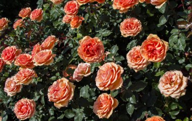 Güzel renkli gül bahçesinde çiçek açan