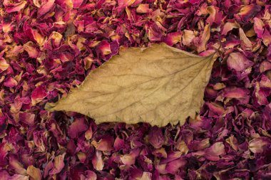Kuru gül Petal arka planda kuru yaprak