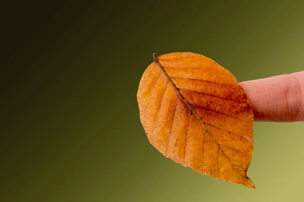 Mão segurando uma folha seca de outono em um fundo branco — Fotografia de Stock