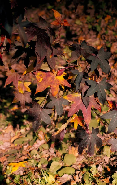 Blätter als floraler Hintergrund der Vegetation — Stockfoto