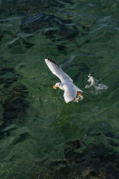 Mouette unique comme oiseau de mer est au-dessus de l'eau de mer — Photo