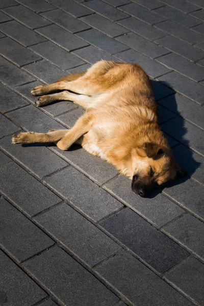 Chien errant est dans la rue comme concept solitaire — Photo