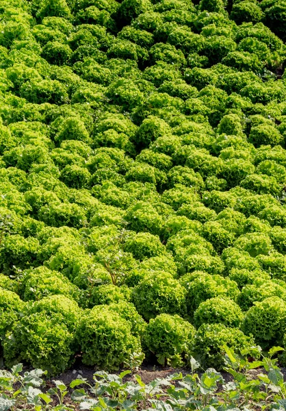 Bahar alan Filiz tarım bitkileri yetiştirme — Stok fotoğraf