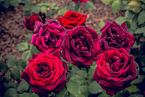 Blühende schöne bunte Rosen im Garten — Stockfoto