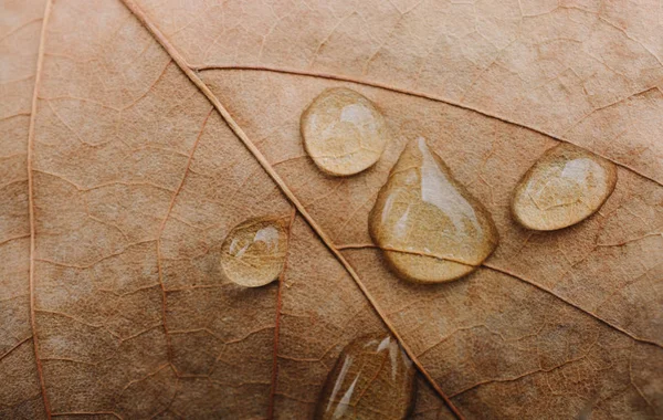 丸い水滴が葉の背景にクローズ アップ — ストック写真