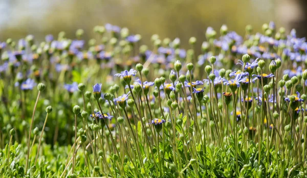 Increíbles flores de primavera coloridas en la naturaleza — Foto de Stock