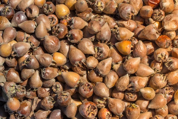 Espécie de fruto recém-colhida medlar mespilus germanica — Fotografia de Stock