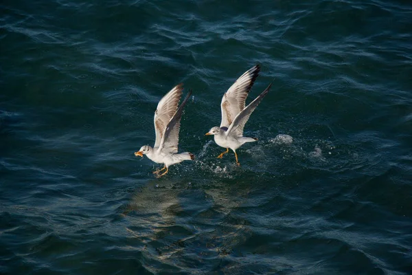 Gaivotas Voando Céu Sobre Mar — Fotografia de Stock