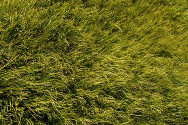 Doğal arkaplan veya arkaplan olarak çimen alanının peyzajı.