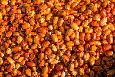 İğde, gümüş berry veya Rusya zeytin meyve 