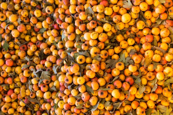 Azarole dzikich owoców, śródziemnomorskiego níspero zbierane i sprzedawane w m — Zdjęcie stockowe