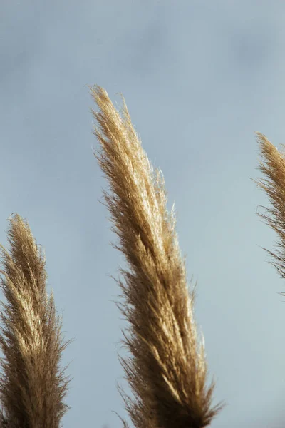 Cortaderia selloana, comunemente nota come pampas grass, in mostra — Foto Stock