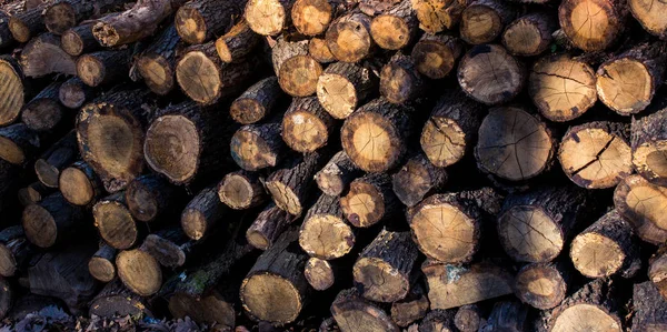 Trä stockar i en skog på displayen — Stockfoto