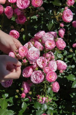Elindeki güzel taze güller