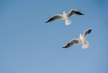 Gökyüzünde uçan martıları çifti