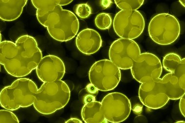 Bakteri hücre şekli: cocci, basiller, spirillum bakteri 