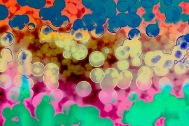 Bakteri hücre şekli: cocci, basiller, spirillum bakteri 