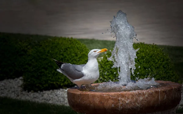 Single seagull by the side of a fountain — Stock Photo, Image