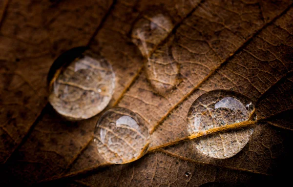 Круглі краплі води впритул на фоні листя — стокове фото
