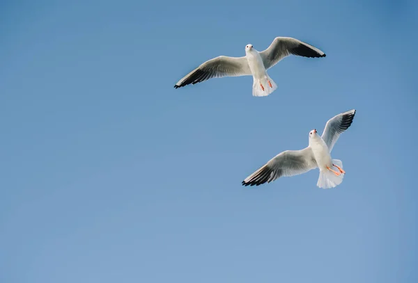 Para z seagulls latania na niebie — Zdjęcie stockowe